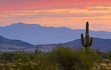 Desert with Cactus